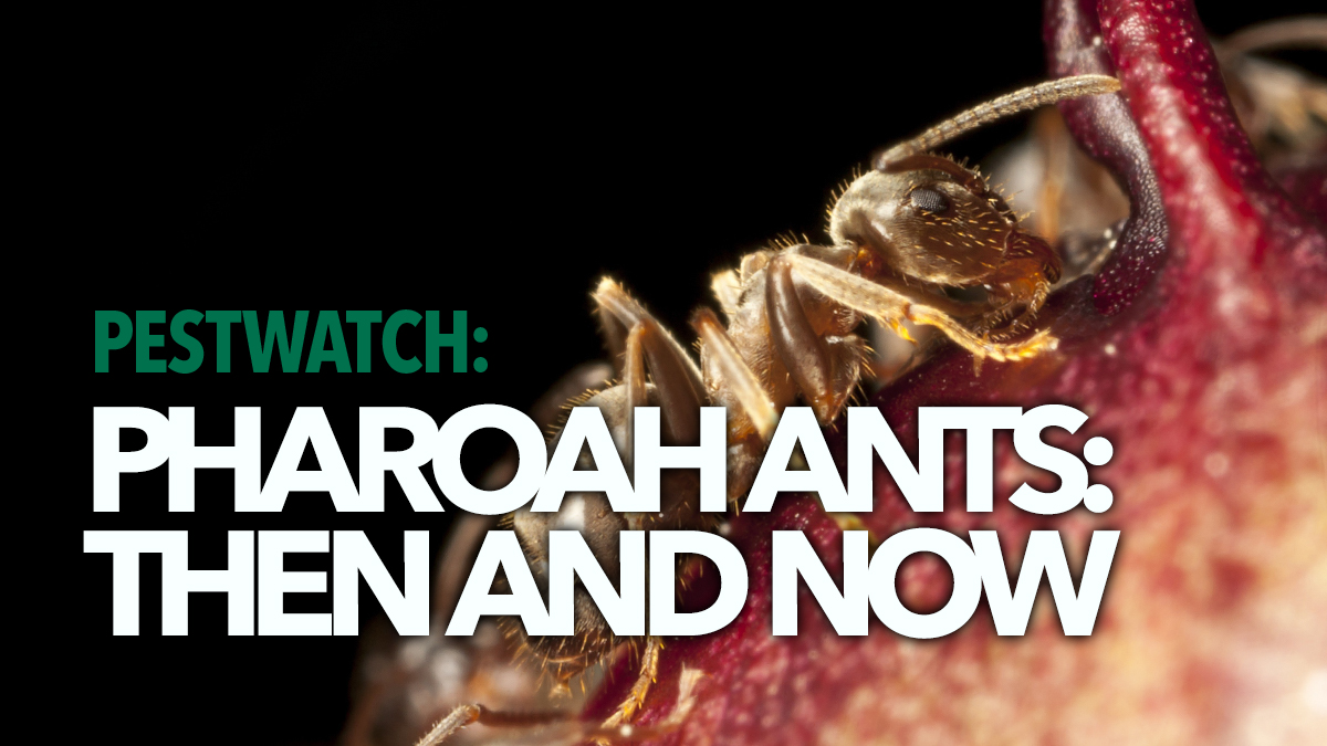 pestwatch pharaoh ants bpca 2 pestwatch pharaoh ants bpca 2